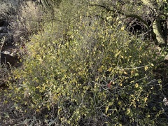 Justicia californica