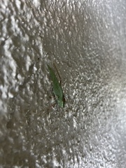 Microcentrum californicum