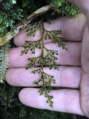 Hymenophyllum australe