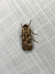 Agrotis munda