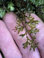 Hymenophyllum australe