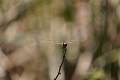 Tramea limbata