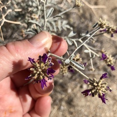 Psorothamnus emoryi emoryi