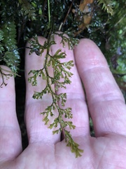 Hymenophyllum australe