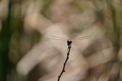Tramea limbata