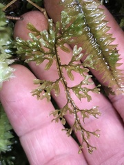Hymenophyllum australe