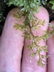 Hymenophyllum australe