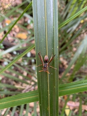 Polistes humilis humilis