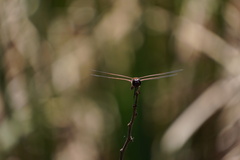 Tramea limbata