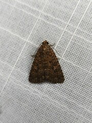 Hypoperigea tonsa