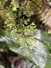 Hymenophyllum australe