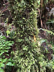 Hymenophyllum australe