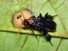 Melanosphecia