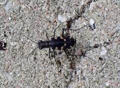 Calomera decemguttata