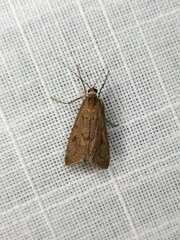 Achyra affinitalis