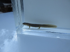 Onychodactylus koreanus