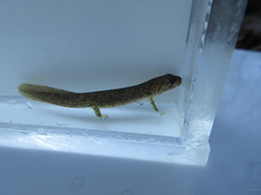 Onychodactylus koreanus