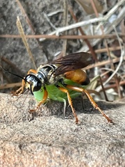 Sphex ichneumoneus