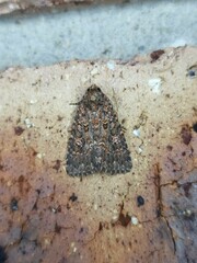 Hypoperigea tonsa