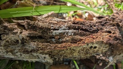 Costantinella