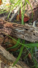 Costantinella