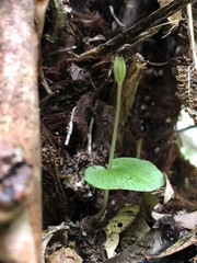 Corybas grumulus