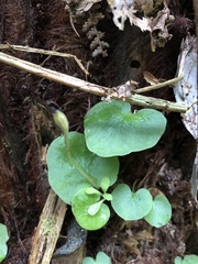 Corybas grumulus
