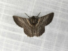 Hypobapta tachyhalotaria