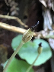 Corybas grumulus