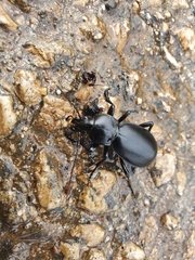 Carabus