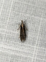 Leptozestis ecstatica