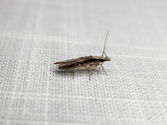 Leptozestis ecstatica