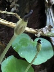 Corybas grumulus