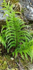 Asplenium appendiculatum