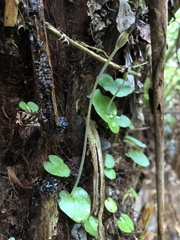 Corybas grumulus