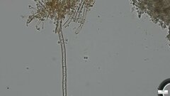 Costantinella