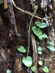 Corybas grumulus