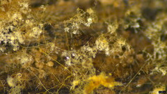 Costantinella