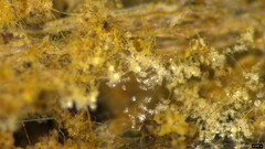 Costantinella