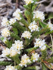 Kelleria dieffenbachii