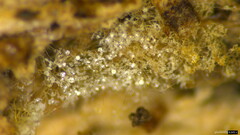 Costantinella