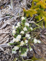 Kelleria dieffenbachii