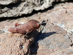 Pamphagidae