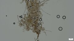 Costantinella