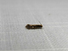 Monopis crocicapitella