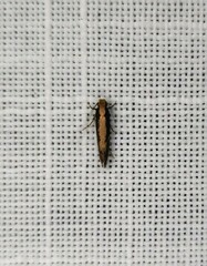 Monopis crocicapitella