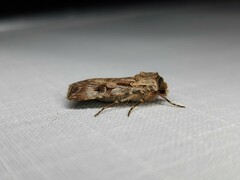 Agrotis munda