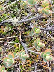 Veronica pinguifolia