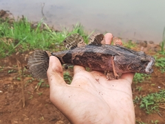 Oxyeleotris marmorata