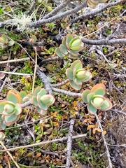 Veronica pinguifolia